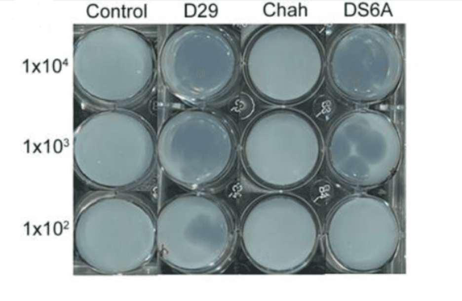 Figure. Bacteriophage Therapy in Treating Mycobacterium tuberculosis Infections6. Serial dilutions of different strains of bacteriophages were mixed with H37Rv in 7H9 medium. Reproduced with permission from Yang et al6.