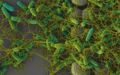 Clinging to Crevices, E. coli Thrive