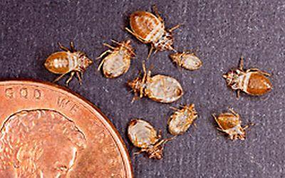 Scientists Studying Bed Bug Behavior for New Management Tactics