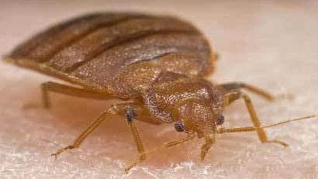 Bed Bugs That Feed are More Likely to Survive Pesticide Exposure
