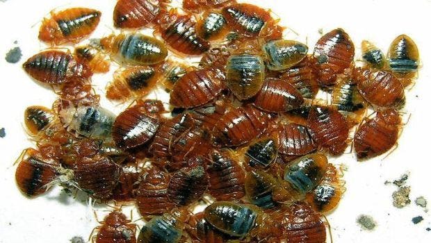 Study Examines Bed Bug Infestations in Low-Income Apartments in New Jersey