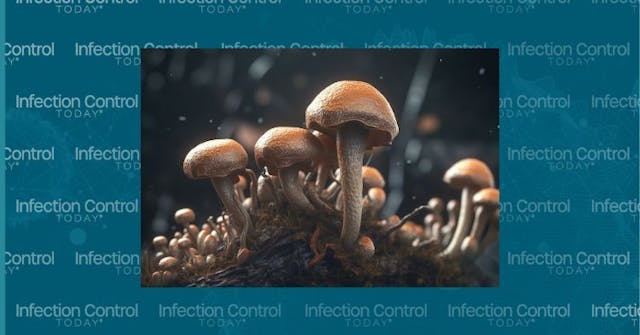 3D illustration: Candida auris  (Adobe Stock 635576411 By Niamh)