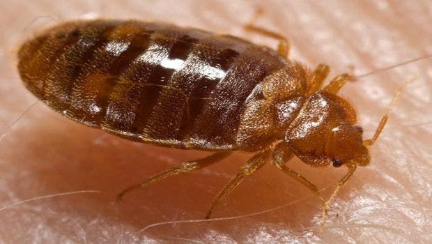 Bed Bugs Have Developed Resistance to Neonicotinoids