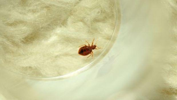 Chicago Tops Bed Bug Cities List for Third Consecutive Year