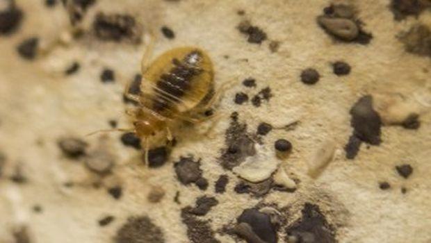 Penn Study Shows Bed Bugs Can Transmit Parasite That Causes Chagas Disease