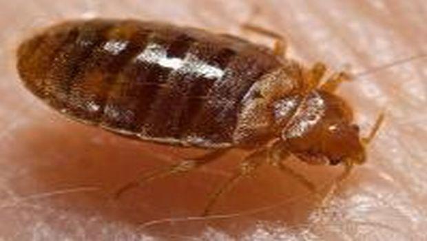 Bed Bugs Can Survive Freezing Temperatures, But Cold Can Still Kill Them