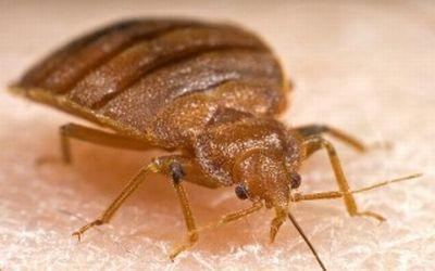 Chicago Ranked Tops for Bed Bugs and Loyola Physician Explains Why