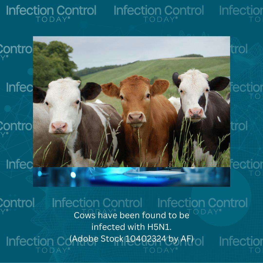 Cows and other animals have been found to be infected with H5N1.   (Adobe Stock 10407374 by AF)